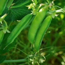 Austrian Winter Shelling Pea Seeds | Sweet English Peas Shoots Vegetable 2025