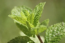 Live MOJITO MINT Plant / MENTHA Villosa - [3.5" Pot] - Perennial