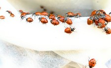 FREE PRIORITY MAIL 3000 Premium FRESH Live Ladybugs with (2) PACS OF 1,500
