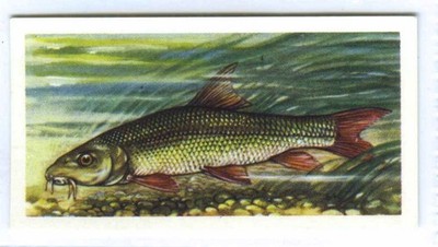 FRESHWATER FISH No 1 1960 BROOKE BOND PG TIPS TEA CARDS PICK OF EXACT SCANS