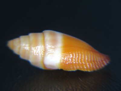 MITRA ''NEBULARIA'' TELESCOPIUM: CURRENTLY THE ONLY ONE ON EBAY @ 18.41MM!