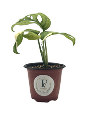 Variegated Monstera Adansonii Rooted Live Plant 4" Nursery Pot Rare Houseplant