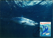 New Zealand 1998 Maxi Card Fish  Isurus oxyrinchus  shortfin mako Shark