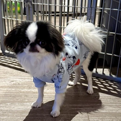 New Hanna Andersson Dog Pajamas size Medium Disney BLUEY Blue Stripes Balloons - Image 1 of 4