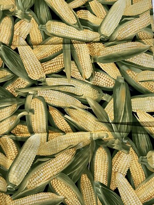 Spring Everyday Fabric- Ears Of Corn - 43'' X 1 Yard Yellow Green Garden Harvest