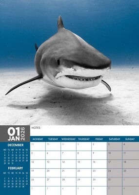 Sharks 2026 Calendar - Paper Pocket Calendars, Diaries And Gifts