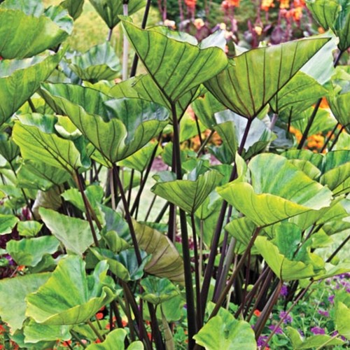 Tea Cup Elephant Ear - Colocasia esculenta - LIVE PLANT - Picture 8 of 8