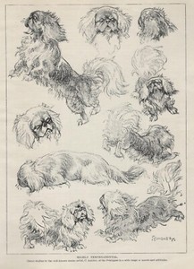 Pekingese "Attitude" Sketch - 1934 Vintage Dog Art "Photo" Print - CUSTOM MATTED