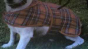 glen appin dog collar