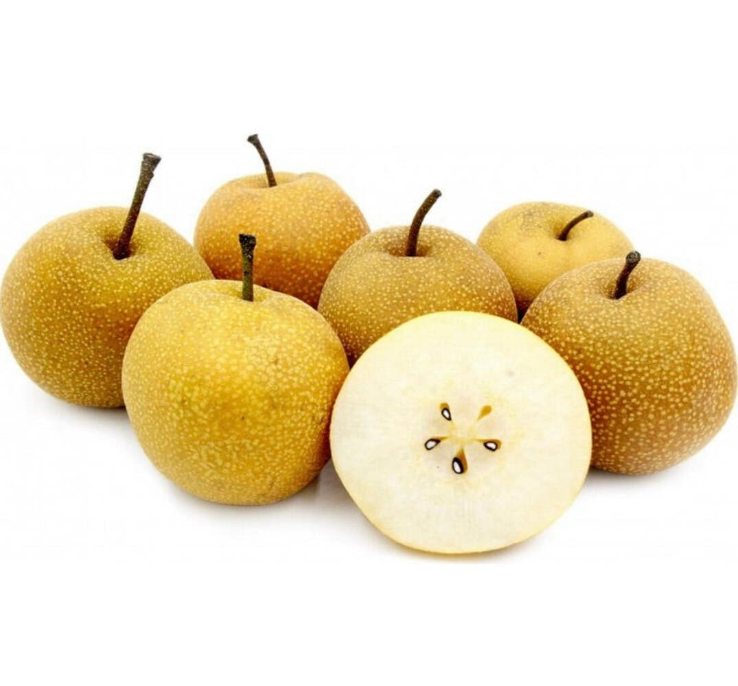 Pyrus pyrifolia cv NASHI 梨 - - albero MELO-PERA giapponese | Pero Nashi | Pera