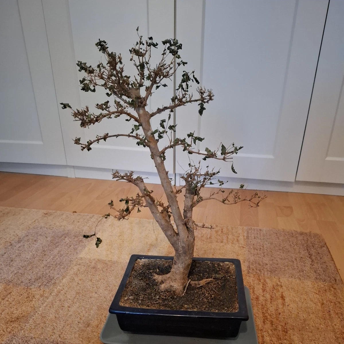 Innenbereich Bonsai Pflanzen, Bume & Strucher fr Ton-Boden online kaufen  | eBay.de