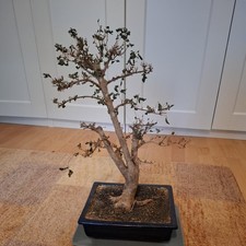 Bonsai Chinesischer Liguster Indoor (48cm) inkl. Bonsaischale