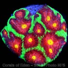 Corals of Eden ~ WYSIWYG Live Coral Frag ~ Bejeweled Favia Coral ~ LPS SPS — photo 5