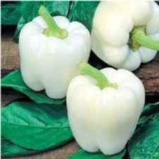 30+ WHITE BELL PEPPER SEEDS ----------- HEIRLOOM -- NON GMO -------- RARE