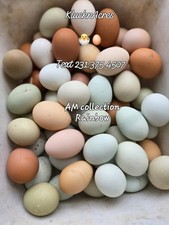 Rainbow Colored Fertile Eggs Your Starter Flock. 16 SPRING SALE