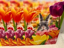 EASTER AVANTI GREETING CARDS New w/Envelope LOT 4 "SOME BUNNY LOVES YOU "