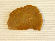 Tempskya Tree Fern Fossil  Slab for making Cabochons