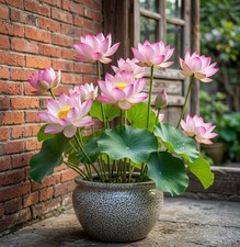 50 Count Lotus Seeds - Ornamental Aquatic Flowers for Home Water Features