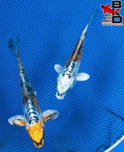 (2) 6" DOITSU KUJAKU PAIR Live Koi Fish Garden Pond 3/30