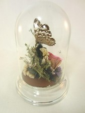  Glass Dome Cloche Display on Heavy Glass Base Butterfly, Rose, Terrarium