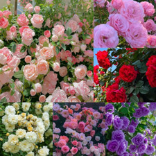300 Mixed Climbing Rose Seeds, Heirloom Outdoor Garden Vine for Home Landscape