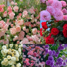 300+ Mixed Climbing Rose Seeds, Heirloom Outdoor Garden Vine for Home Landscape