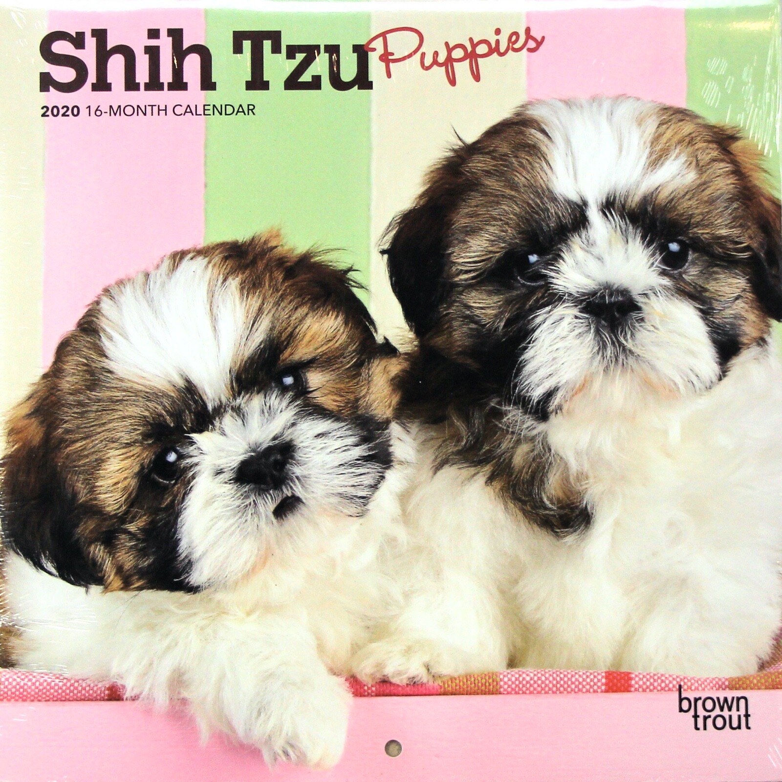shih tzu dog mini