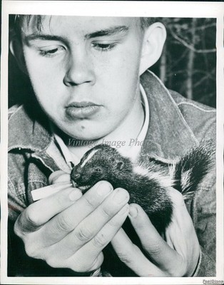 1954 Photo Lawrence Sloan Feeds Baby Skunk Milk From Doll Bottle Animals 7x9