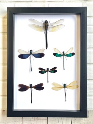 A Squadron of Dragonflies Display Deep Shadow Box Frame Damselfy Butterfly