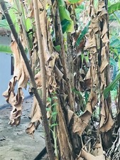 50g Dried Banana Leaves Pet Supplies Fish Aquarium Shrimp Cleaning 100 Organic