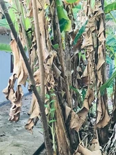 50g Dried Banana Leaves Pet Supplies Fish Aquarium Shrimp Cleaning 100% Organic