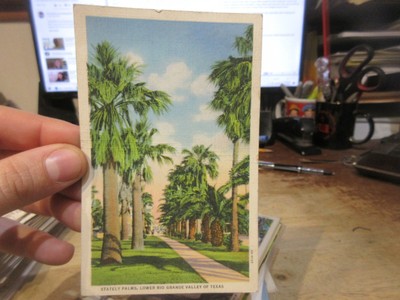 Vintage Old Postcard Texas Stately Palm Trees Lower Rio Grande Valley Mcallen Tx Ebay