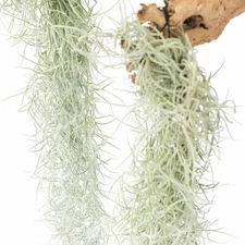 Colombian Thick Spanish Moss Air Plant Strands with Wire Hook - Indoor/Outdoor