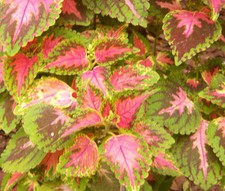 COLEUS WIZARD CORAL SUNRISE Solenostemon Scutellarioides - 40 Bulk Seeds