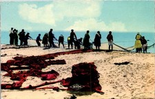11 LA TRAINE  - carte postale ancienne [01092DTZ]