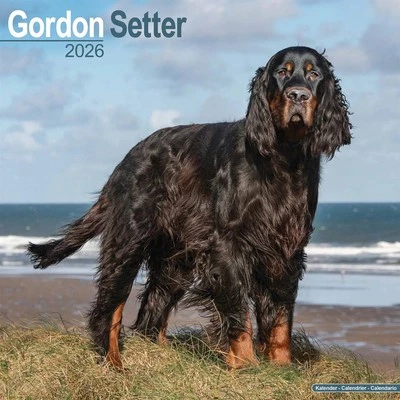 AVONSIDE PUBLISHING LTD Gordon Setter Calendar 2026 - Dogs - Month To View
