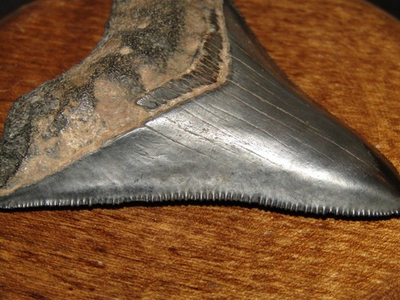 #ad #ad MEGALODON Shark Tooth 2 1 2 Inches of Serrations Very Nice Fossil Specimen $55.00