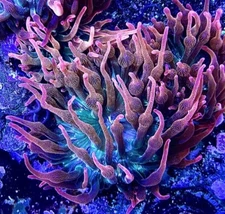 Rose Bubble Tip Anemone Large!!  Live Coral