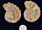 3353 Rare Texas Pair Ammonite Medium 50mm Calycoceras Tarrant County Fossil 2.0" — photo 4