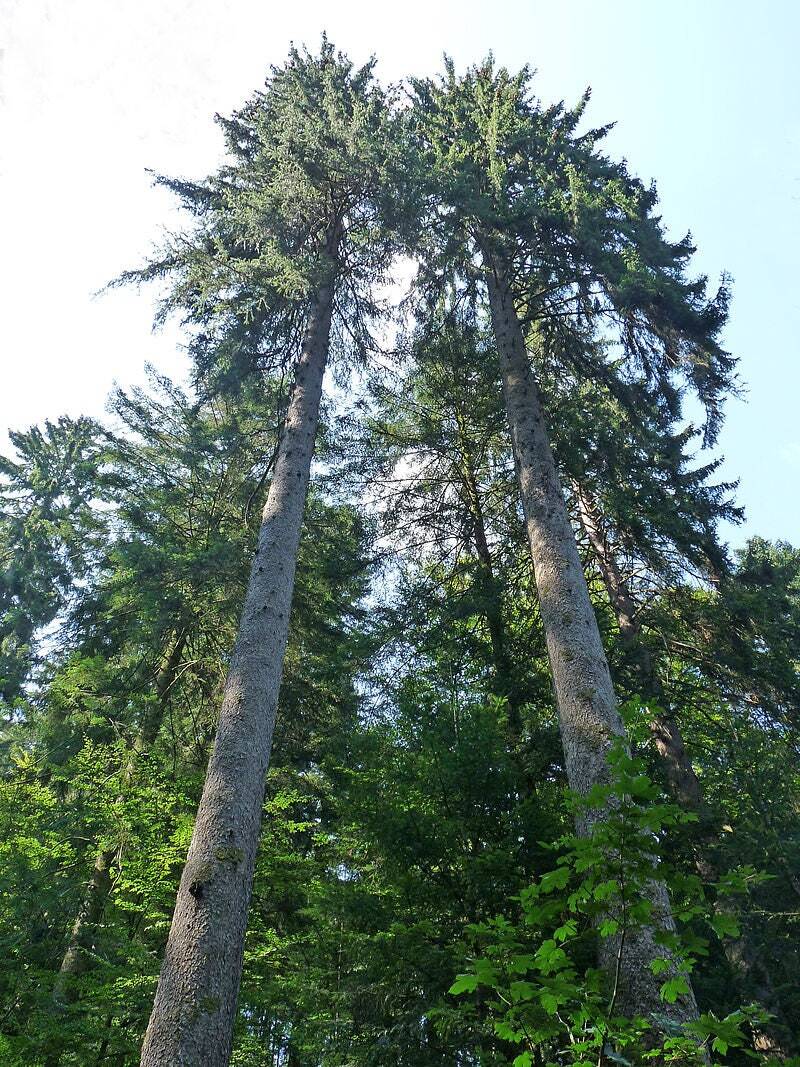 Graines de Épicéa commun Picea abies sélectionnées pour sylviculture