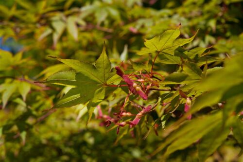 Acer palmatum ´Osakazuki´ Japanese maple C25 150-175 cm autumn coloring-