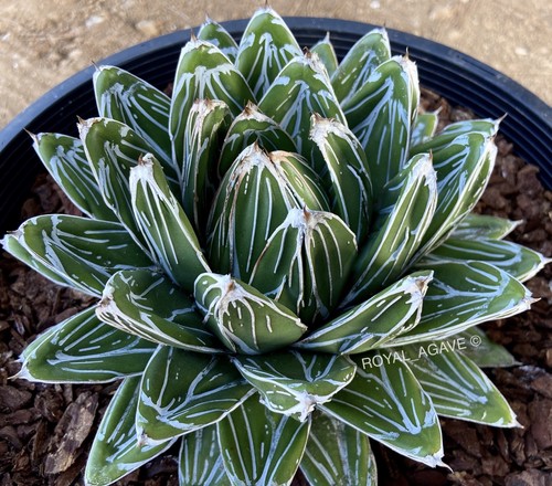 Agave ‘Glacier’ Supreme VR Selection!! - Deep Linear Ridged!!! Pintilla Rare!!