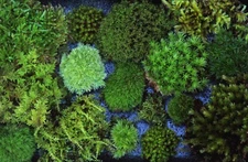 Live Moss 6x8" tray ultimate terrarium mix 8+ types -carpet feather cushion star
