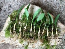 25 Wild Garlic Bulbs Freshly Lifted This Season