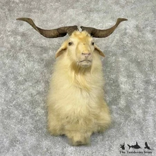 #30872 P | Catalina Goat Taxidermy Shoulder Mount For Sale