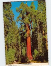 Postcard General Sherman Tree Sequoia National Park California