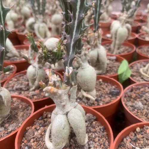 Planta de cactus suculenta de 15 cm Euphorbia Candelabro Cactaceae planta de jardín casero - Imagen 16 de 19