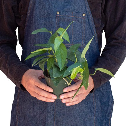 Pothos 'Cebu Blue' - Imagen 3 de 7