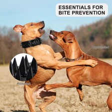 French Bulldog Dog Collars for sale