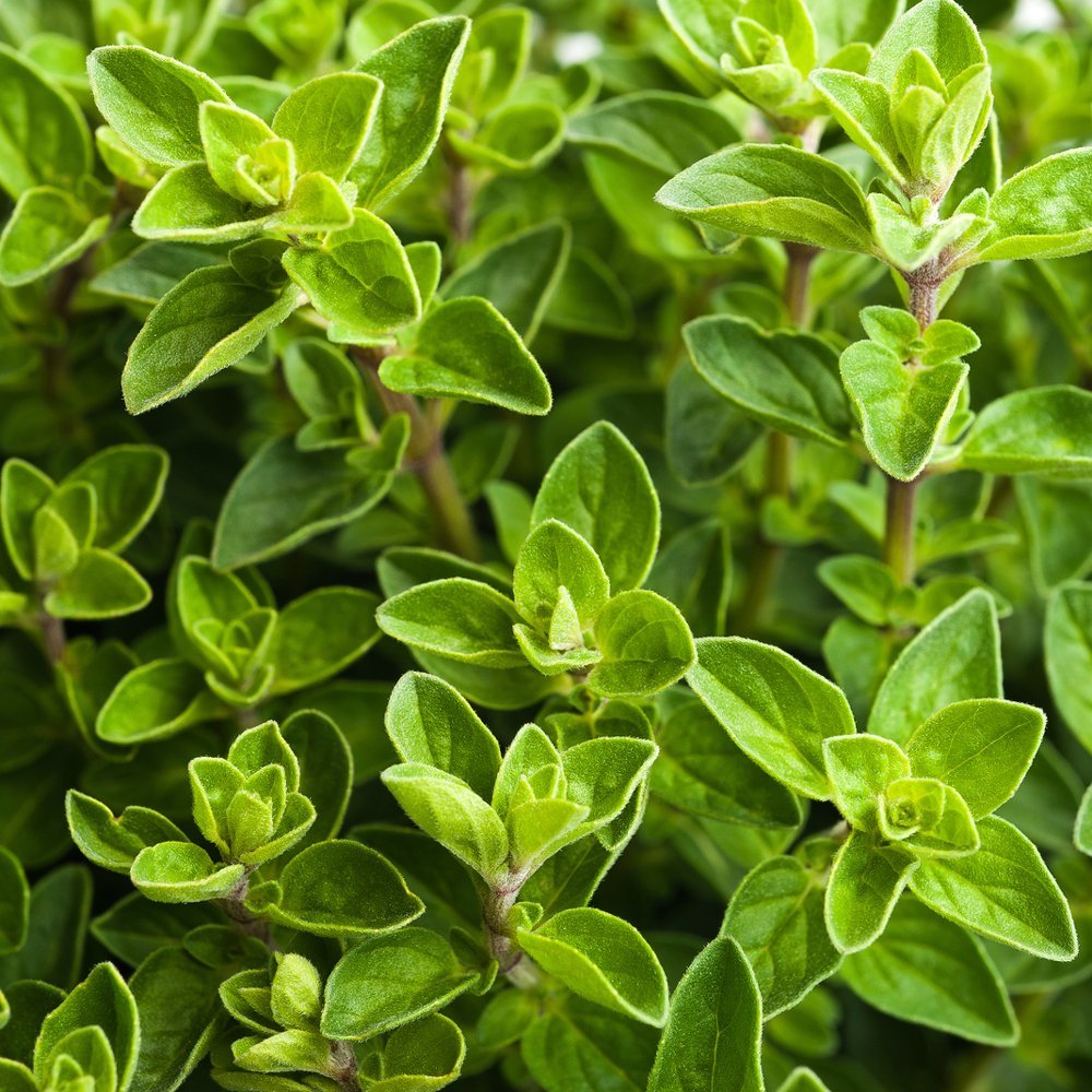 Italian Oregano Herb Seeds, Origanum Vulgare, NON-GMO, Variety